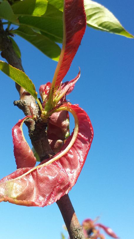 ﻿Leaf curl on a peach tree