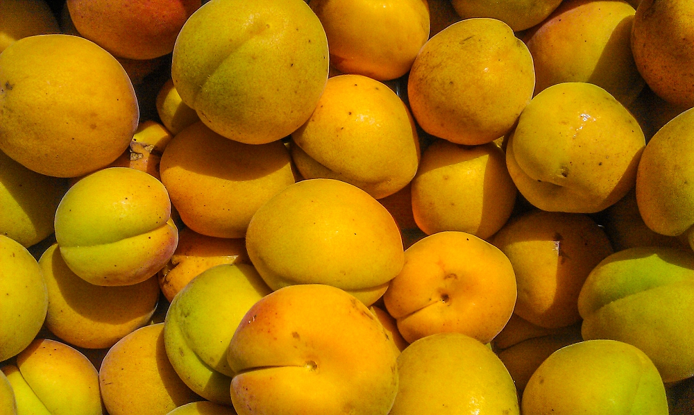 Which apricots make the most delicious jam?