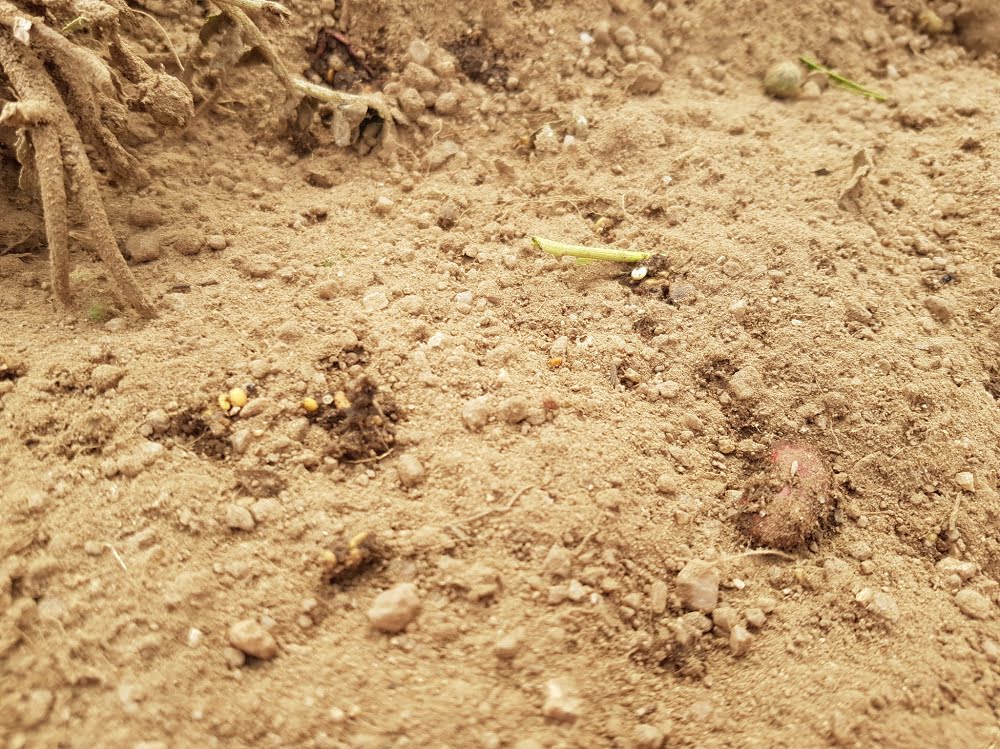 The green manure seed mix spread on the soil