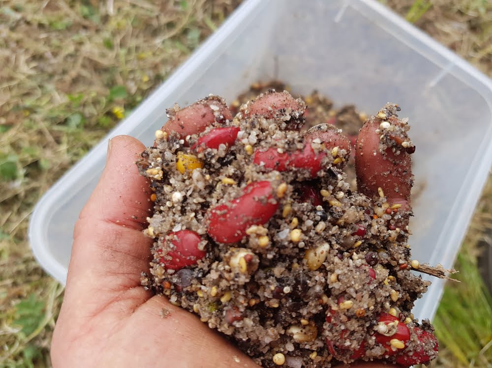 The green manure seed mix, mixed with worm castings and soaked in whey