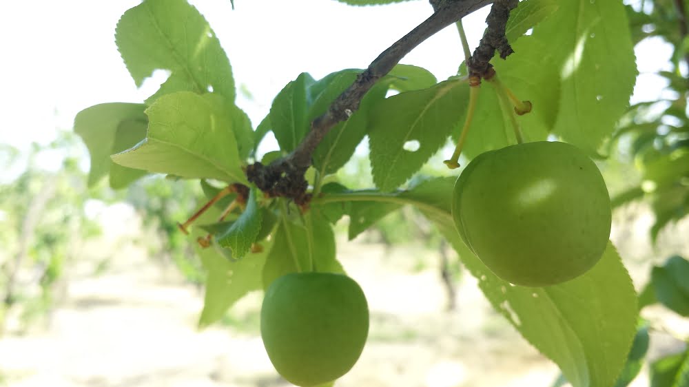 Angeleno plums after thinning