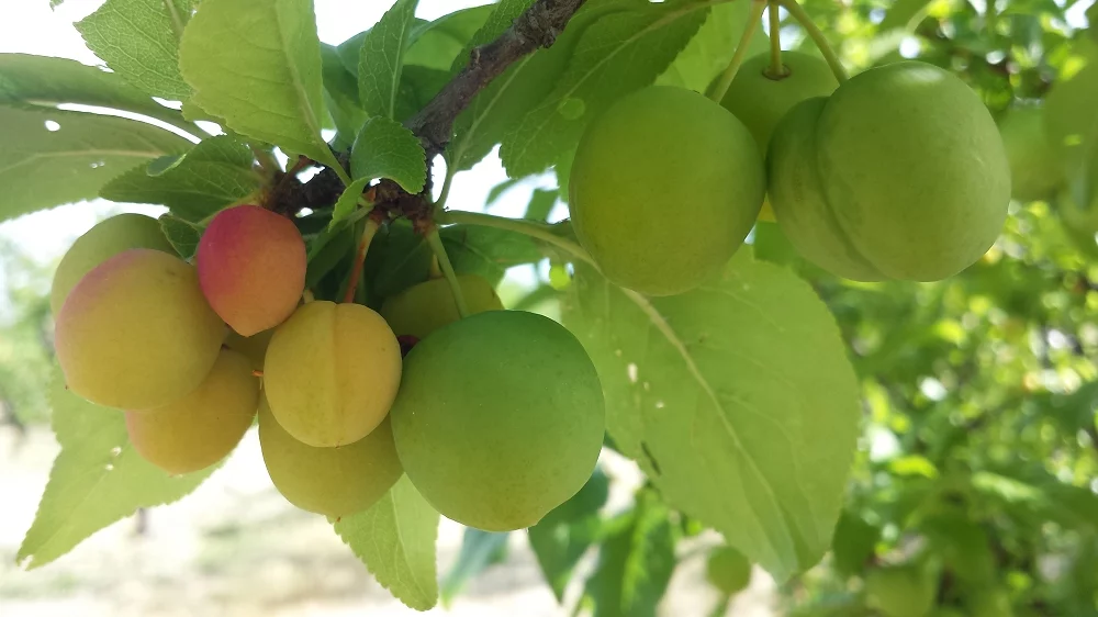 Angeleno plums before thinning