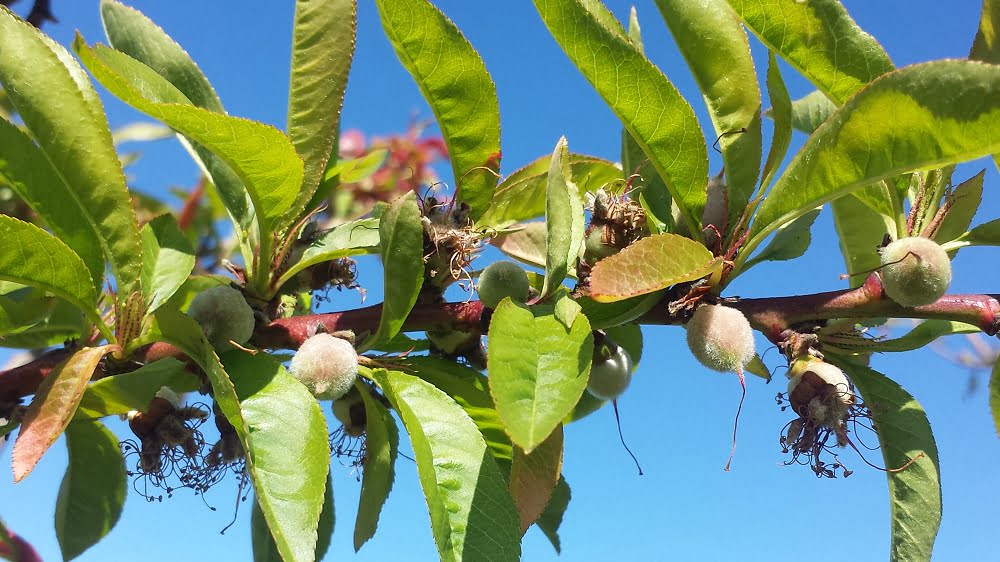 Baby peaches on the tree