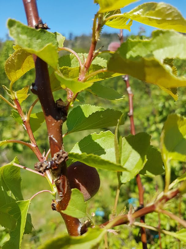 An apricot tree growing out of a Blossom blight infection