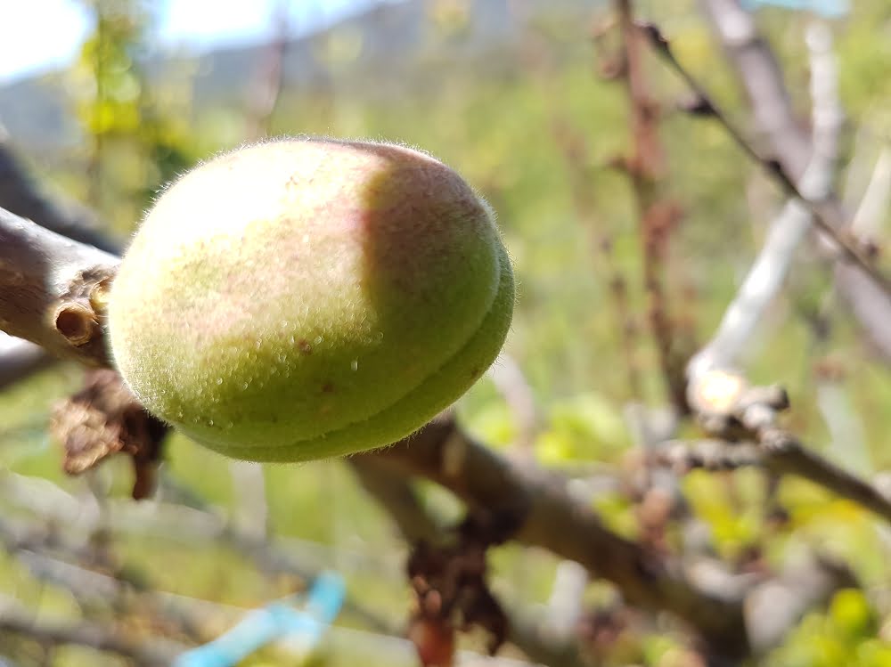 A clean apricot with plenty of space around it to grow into