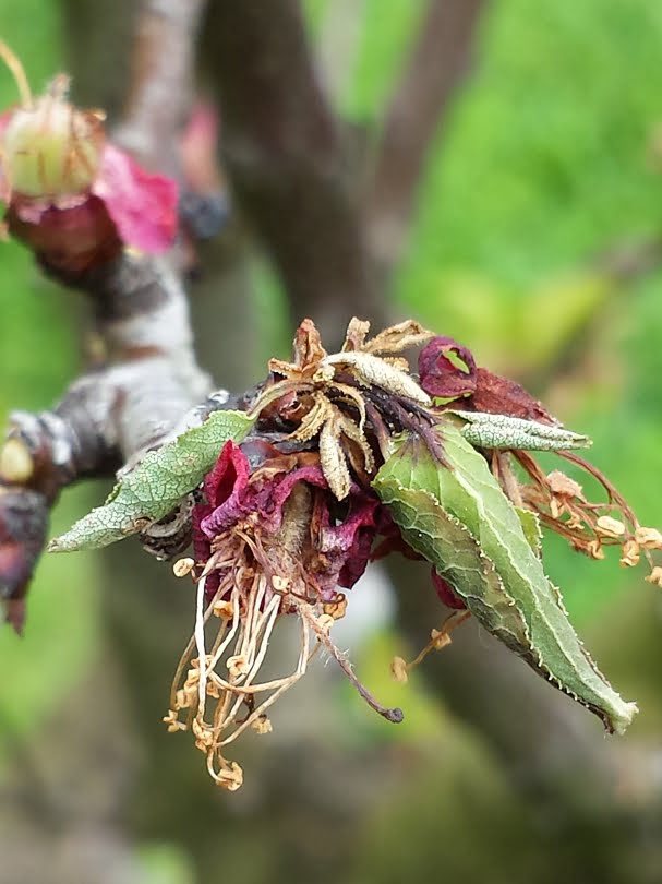 Flowers infected with blossom blight﻿, a disease that affects mainly apricots but also peaches