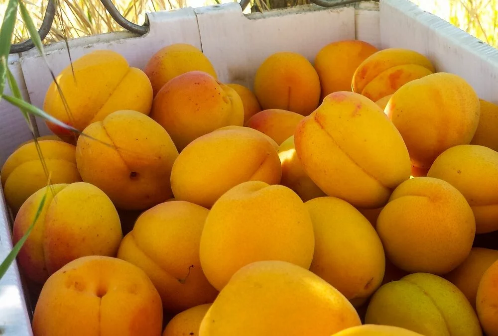 A box of ripe orange apricots