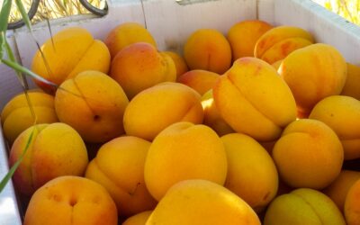 How much fruit will your tree produce?