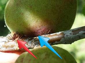 Photo showing Brown rot infection of a young apricot (blue arrow) that started from a flower that died due to Blossom blight infection (red arrow)