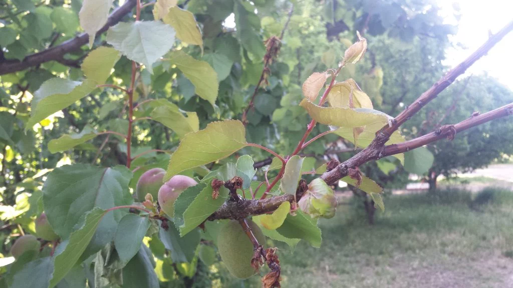 Castlebrite apricot tree showing the signs of a blossom blight infection, a disease that can also affect peach trees