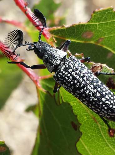 This bug has stunning antennae...