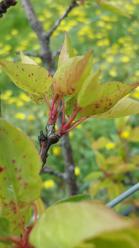 A freckle infection on apricot leaves