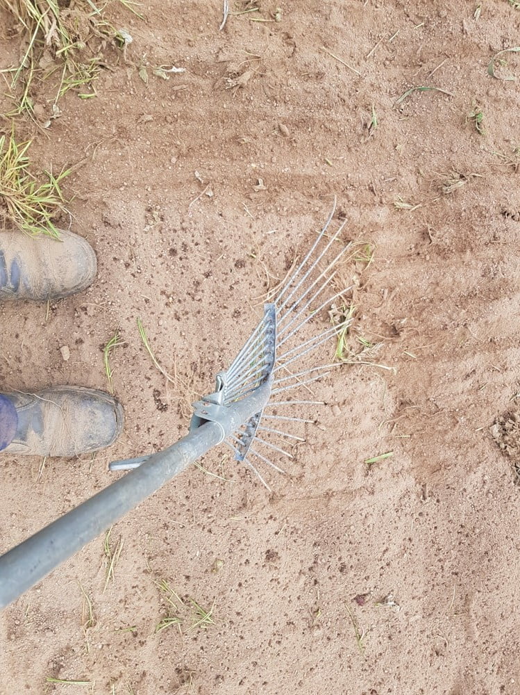 Raking the seeds to get a light cover of soil over them