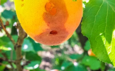 How to prevent brown rot in your fruit