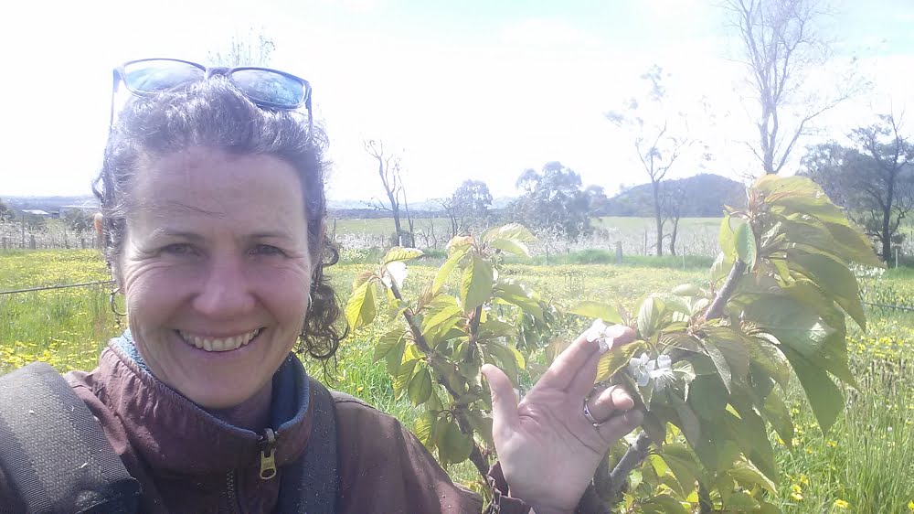 Katie showing how easy it is to grow cherries by pointing out the flowers on this young cherry tree