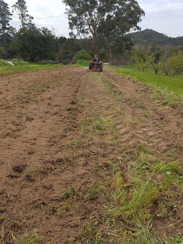 Hugh using the rotary hoe to prepare the soil for the green manure seed