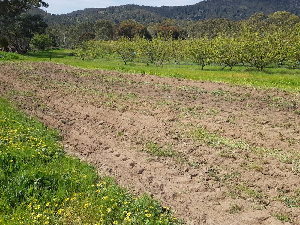 The fallow nursery block after the disc plough has been used to turned in the weeds