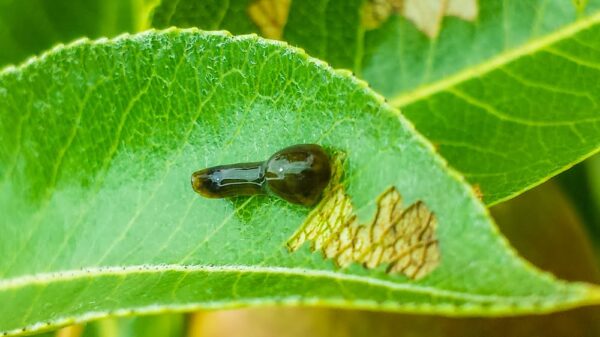 A slug on a cherry leaf