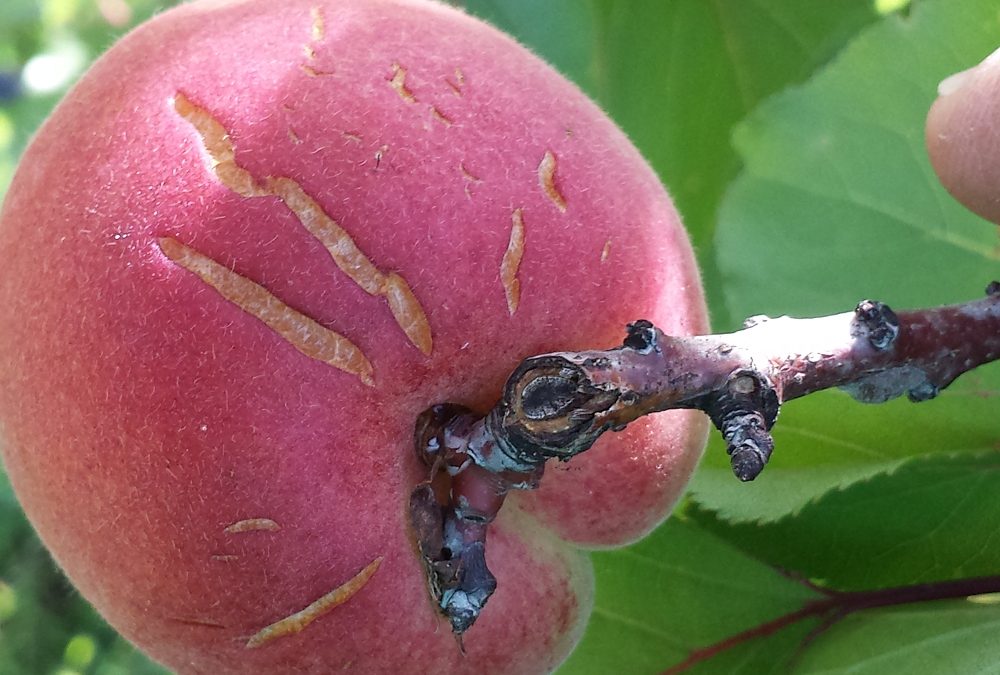 Orange apricot with rain cracks in the skin