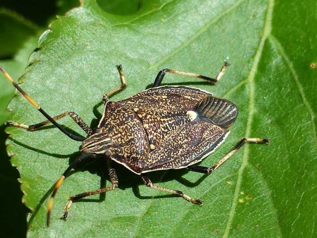 A spined predatory shield bug