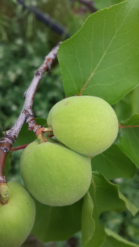 Conjoined apricots with a single stem