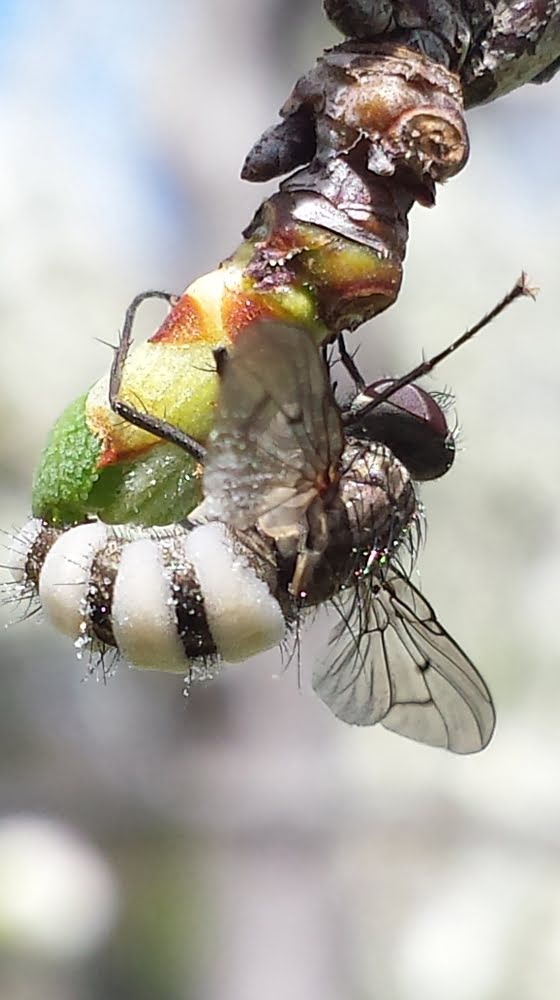 Should you worry about insects in your fruit trees?