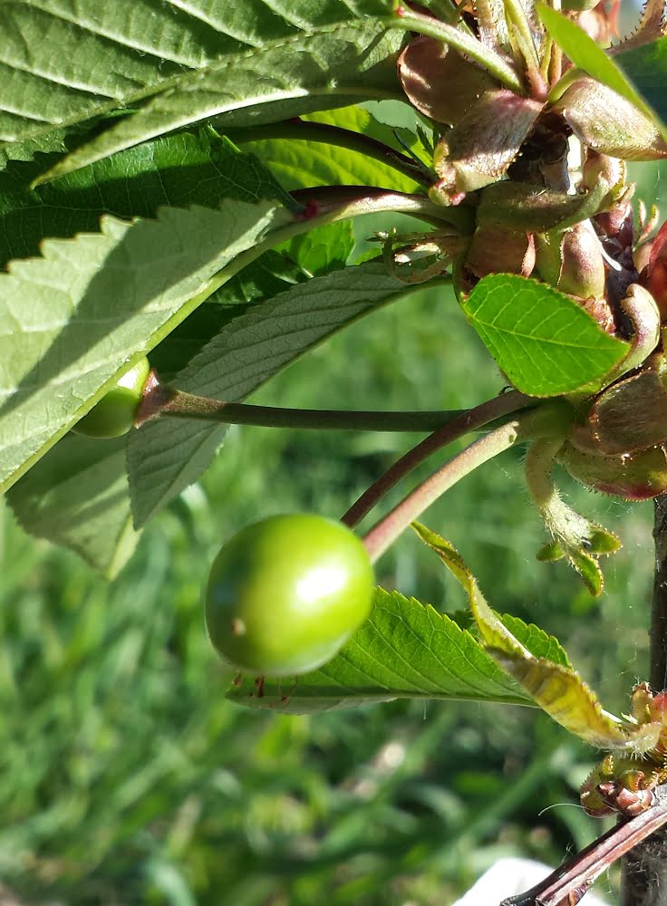 When cherries start to grow, they start out tiny and green