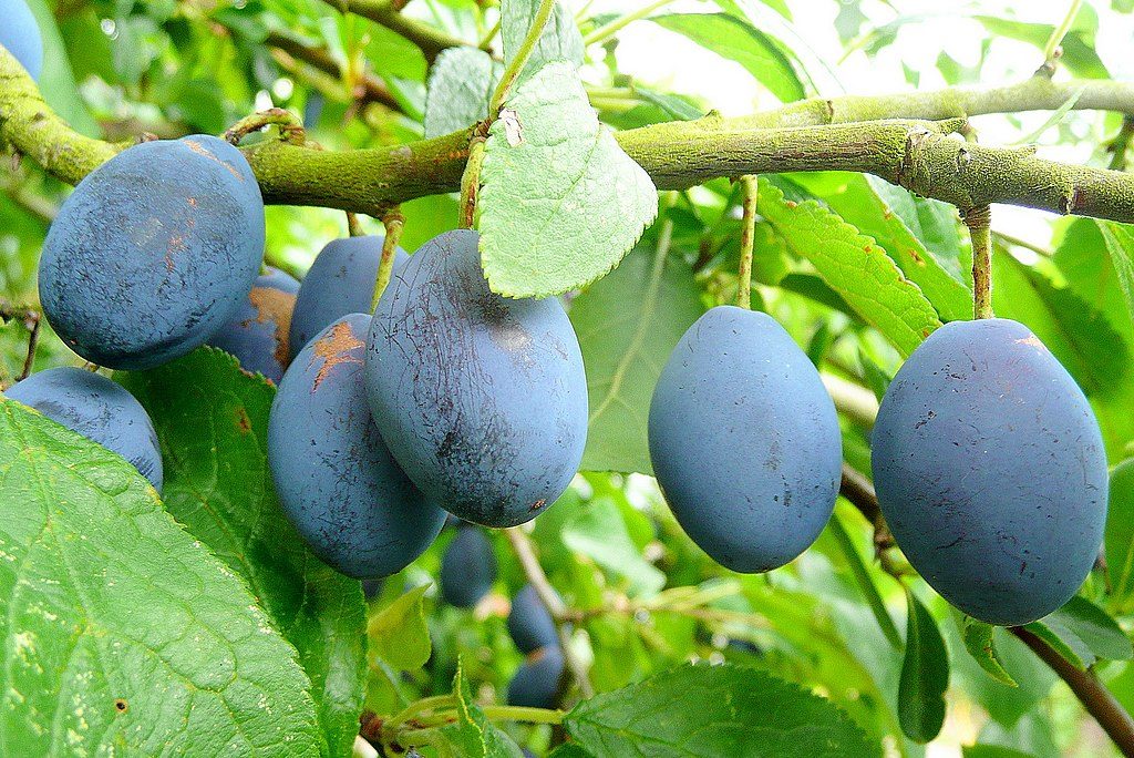 Prune d'Agen plums - a sweet plum that is easily preserved by drying