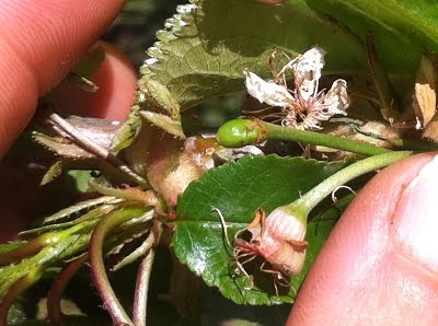 Cherry flowers falling off to reveal the tiny cherries underneath