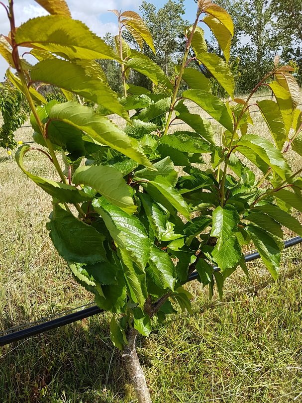 Beautiful shiny healthy new growth in a young cherry tree