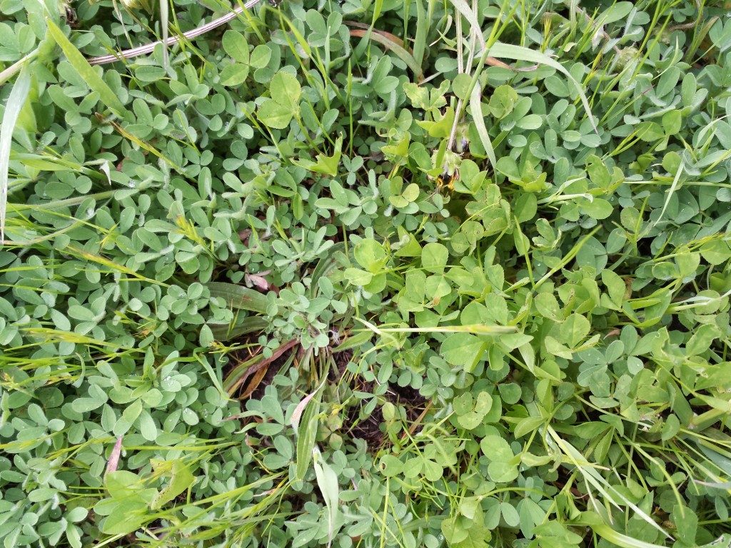 View from above of different species of green weeds growing together in the soil