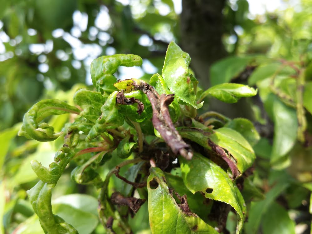 Leaves on a plum tree showing classic signs of aphid infestation