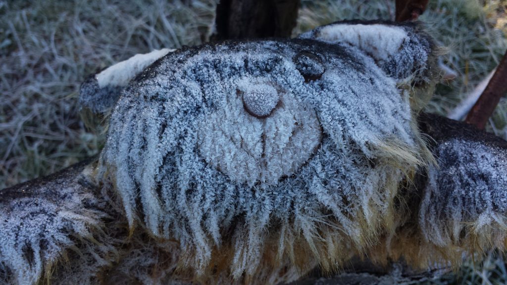 Our resident drop-bear on a freezing cold morning