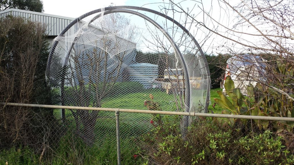 A bird netting enclosure can be re-purposed to provide frost shelter for your fruit trees