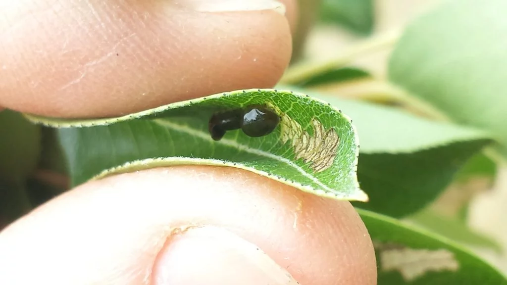 Getting rid of Pear and cherry slug the manual way - by squashing them in a leaf