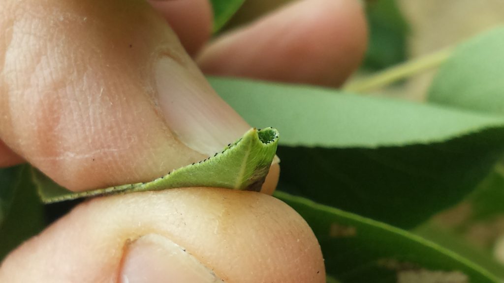 Squashing Pear and cherry slug without damaging the tree