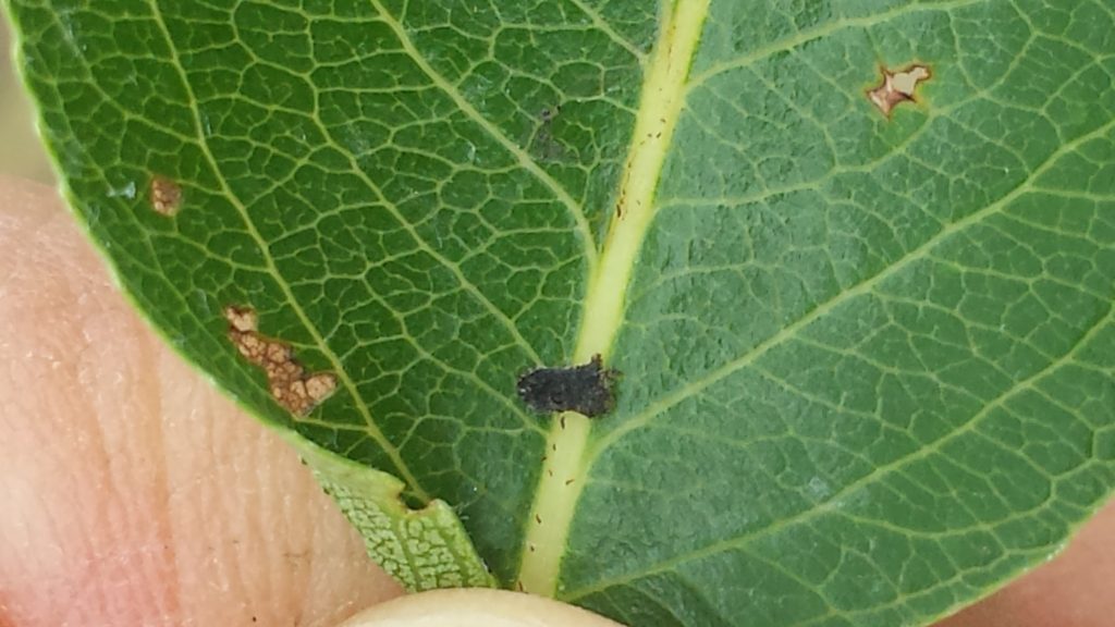 A Pear and cherry slug that's been parasitised