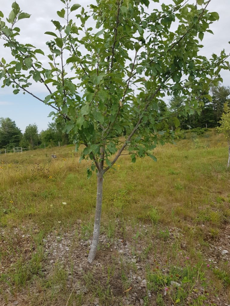 A mulched apple tree at Maine Heritage Orchard in Unity, Maine