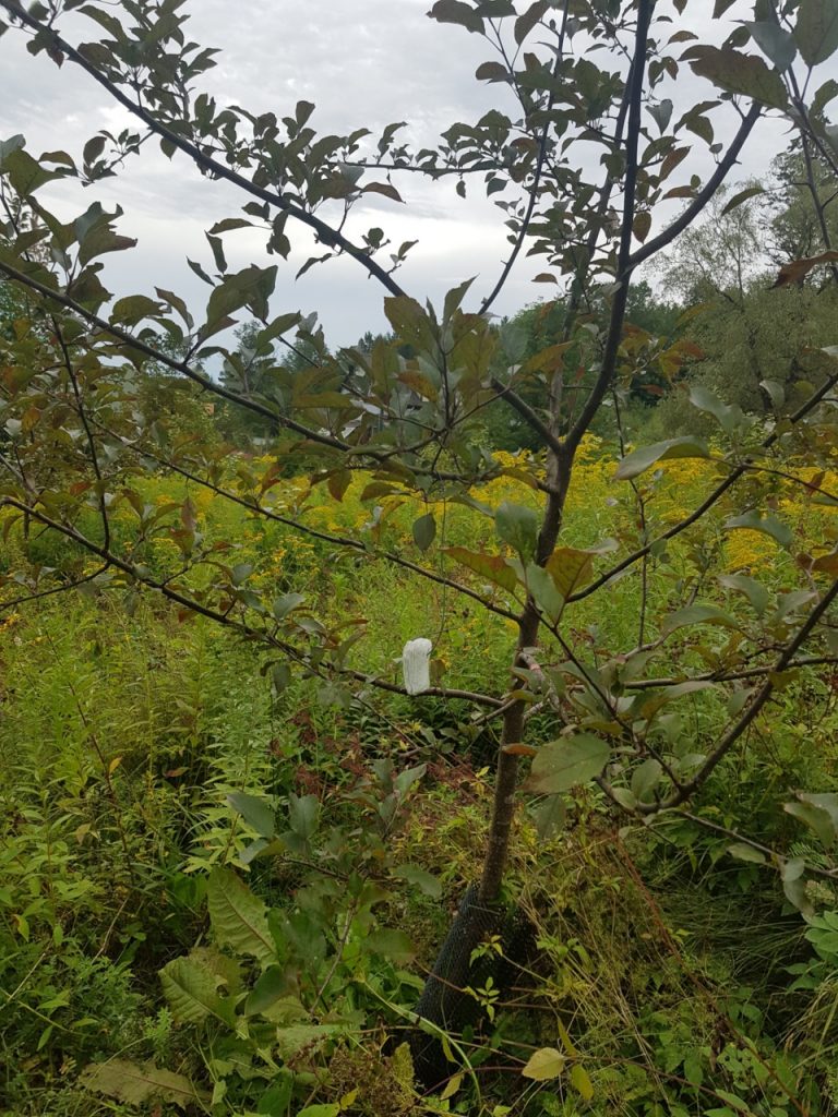 A tree in Michael Phillips' orchard which was mulched with woodchips when planted and has since been allowed to revert to natural understory 