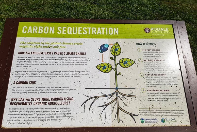 The science behind how plants take carbon from the air and store it in the soil 