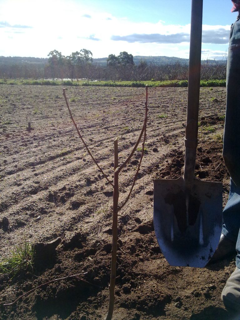 Planting a peach tree