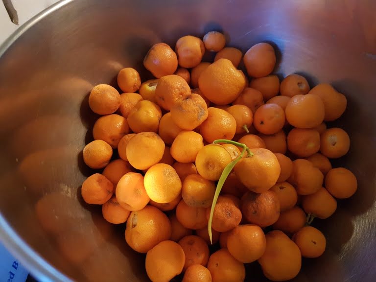 Freshly harvested cumquats from the garden