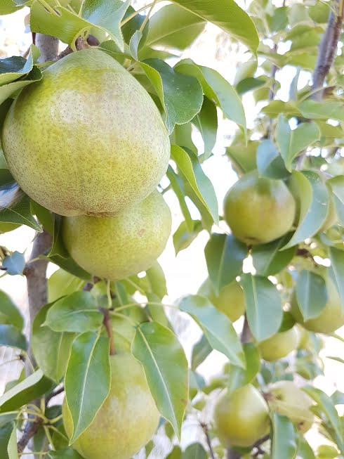 Tips for Selecting Fruit & Nut Trees » Planting & Care » Tomorrow's Harvest