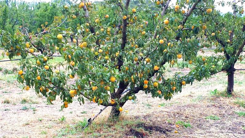 A Golden Queen peach tree pruned to a nice open vase shape