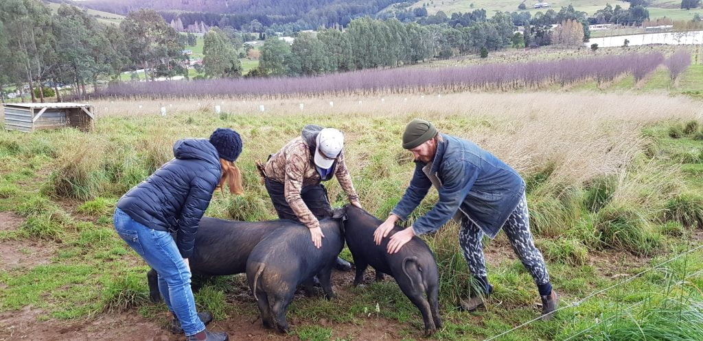 Orchard pigs loving some attention