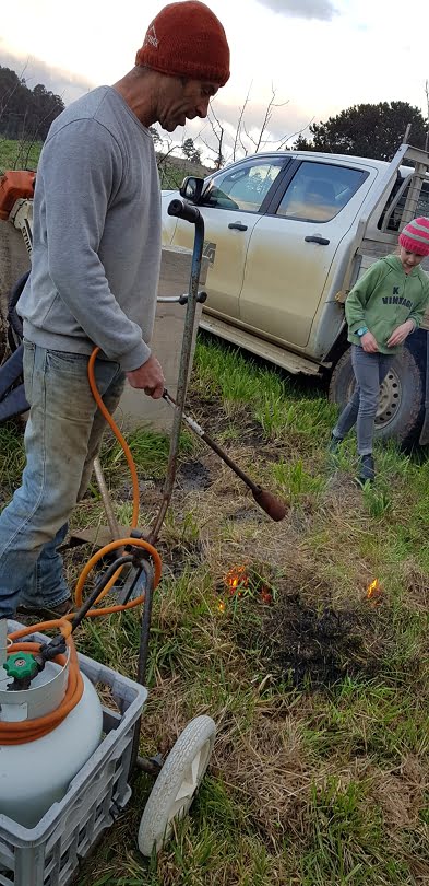 Simon demonstrating the flamethrower he uses to kill black spot spores in his orchard