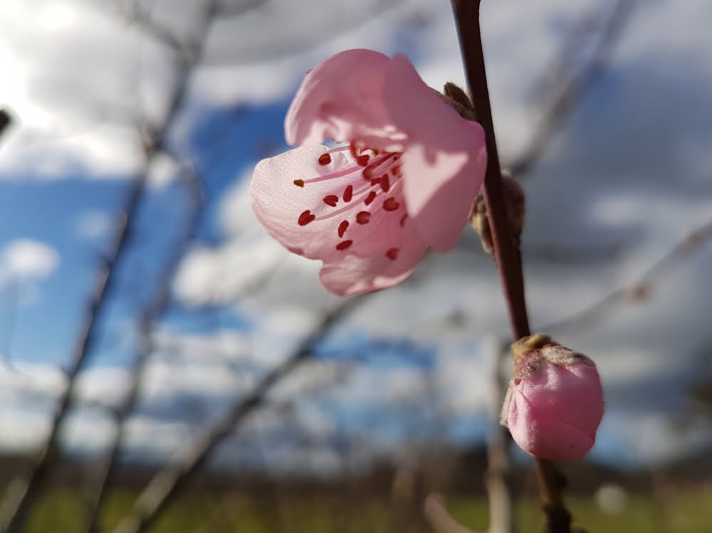 Flowers on an Anzac peach tree is one of the earliest signs of spring