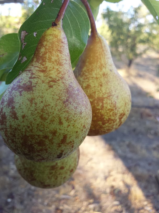 Beurre Bosc pears showing their natural russetted skin