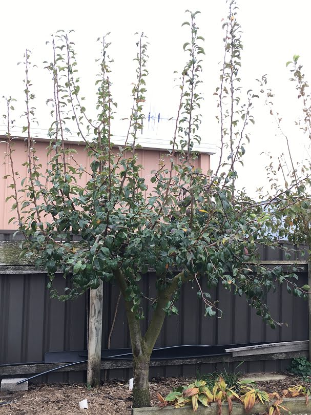 The monster plum tree from the beginning of the blog after the first year's renovation pruning - what an amazing contrast!