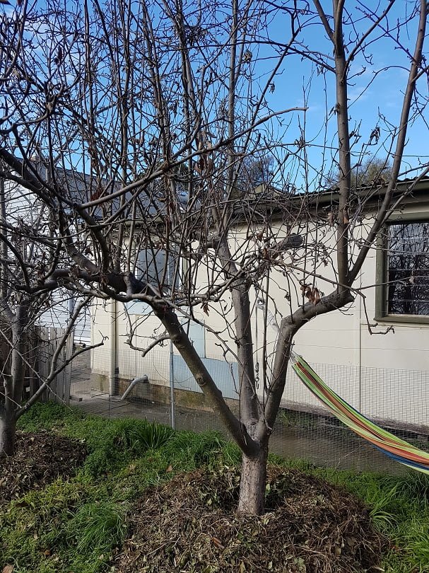 A huge fruit tree that has been allowed to grow waaaay too big (but it's a great spot for the hammock)